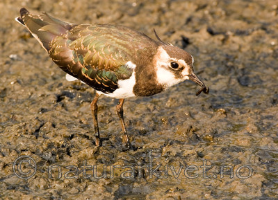 bb 06 0020 / Vanellus vanellus / Vipe